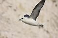 Fulmars