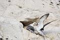 fulmar_2401090750