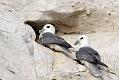 fulmar_2401090775