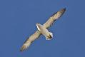 fulmar_2401090805