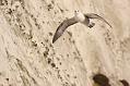 fulmar_2401090822