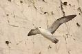 fulmar_2401090824