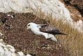 fulmar_2401090896
