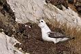 fulmar_2401090898