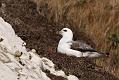 fulmar_2401090901