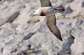 fulmar_2401091001