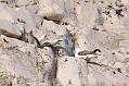fulmar_2401091019