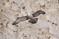 fulmar_2401091030