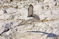 fulmar_2401091032