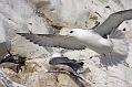 fulmar_2401091077