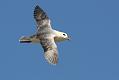 fulmar_2504091524