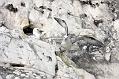 fulmar_2802096696