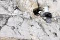 fulmar_2802096723
