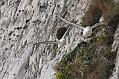 fulmar_2802096763