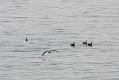 fulmar_2802096827