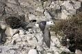 fulmar_2802096862