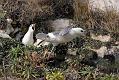 fulmar_2802096987
