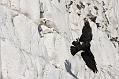 fulmar_jackdaw_1304095299