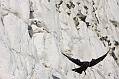 fulmar_jackdaw_1304095300
