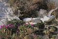 fulmars_2203091113