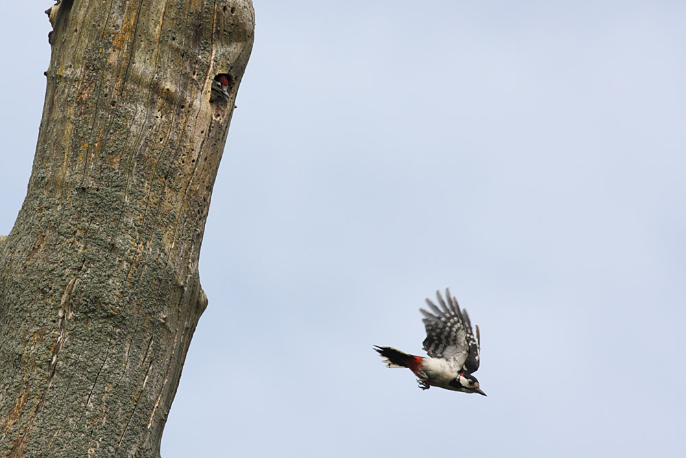 gsw_chick_0706096804.jpg