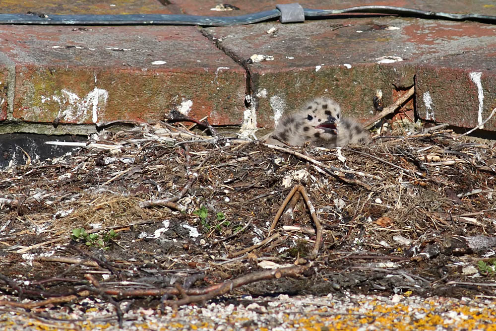 gull_chick_0206095996.jpg