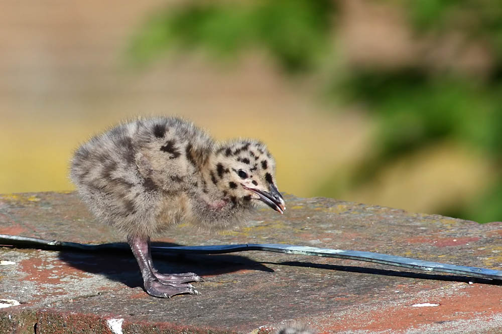 gull_chick_0206096006.jpg