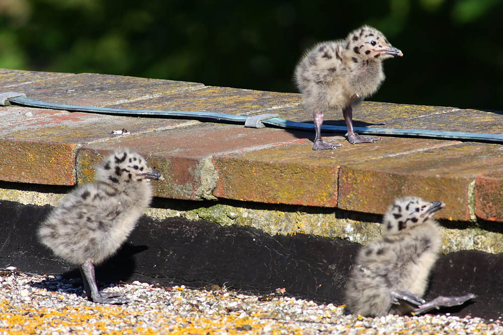 gull_chick_0206096018.jpg
