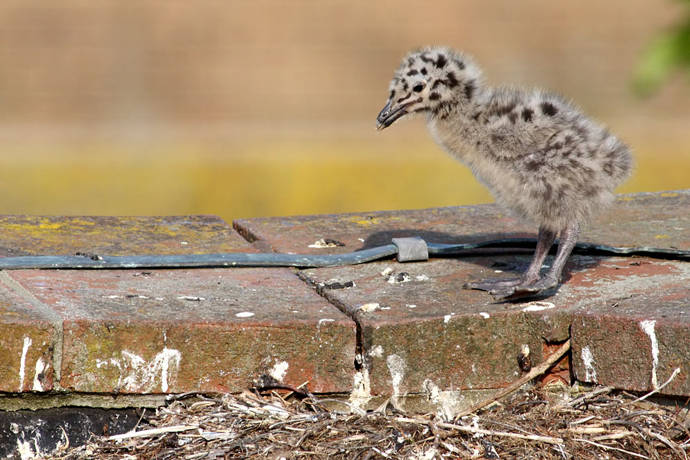 gull_chick_0306096171.jpg