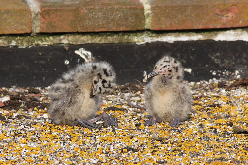 gull_chick_0306096189.jpg