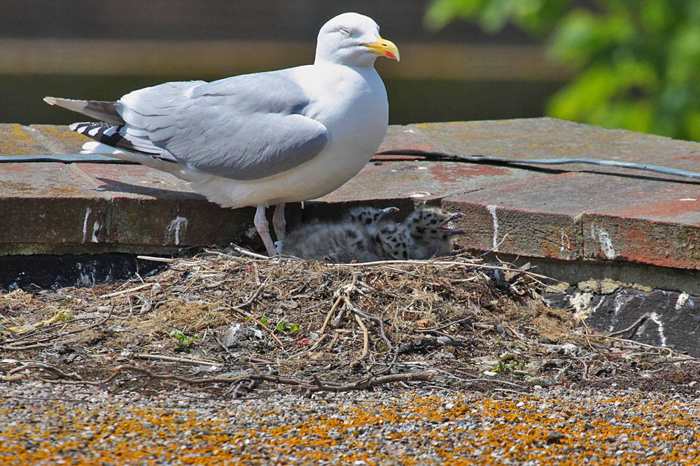 gull_chicks_0106095891.jpg
