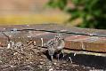 gull_chick_0206095999