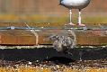gull_chick_0206096037