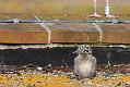 gull_chick_0206096045