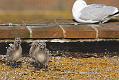 gull_chick_0306096158