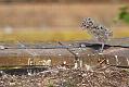 gull_chick_0306096170