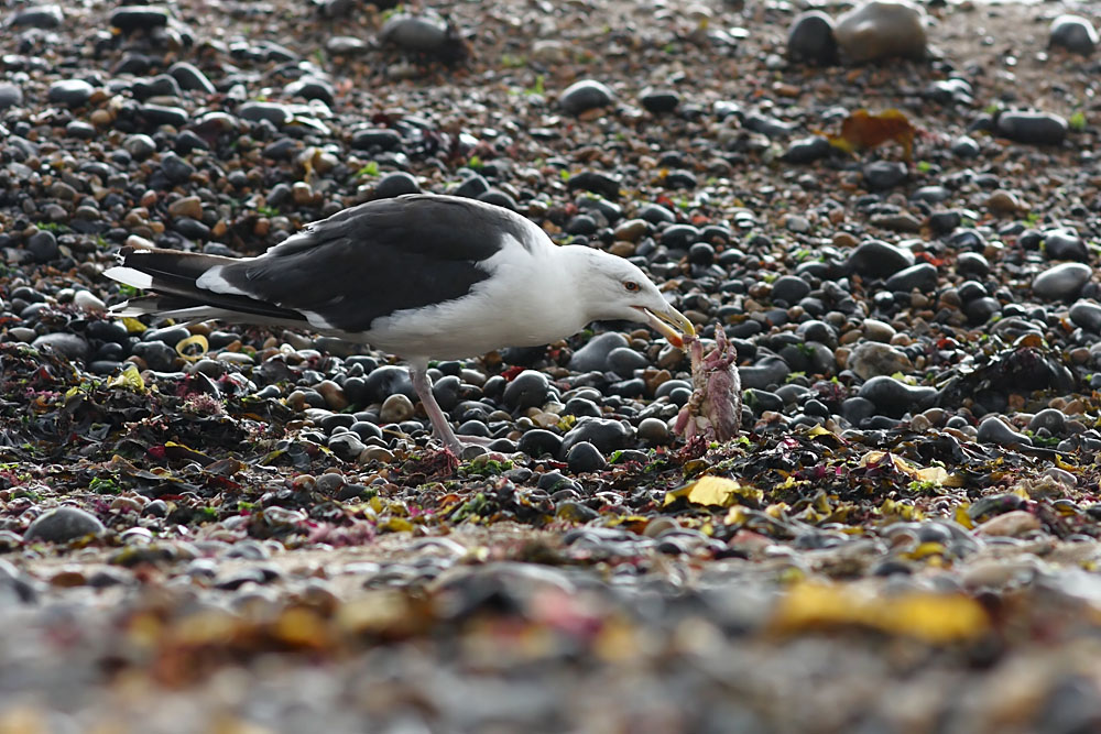 black_backed_gull_crab_1110096112.jpg