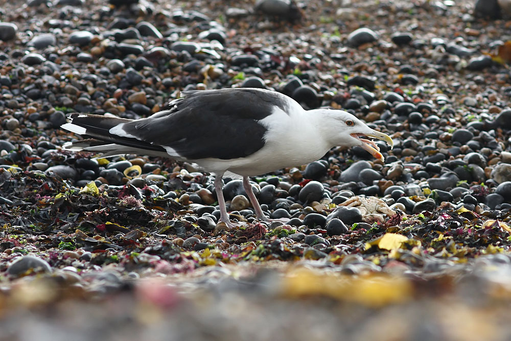 black_backed_gull_crab_1110096129.jpg