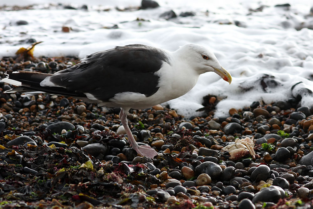 black_backed_gull_crab_1110096169.jpg