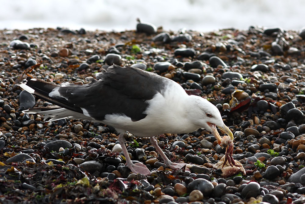 black_backed_gull_crab_1110096178.jpg