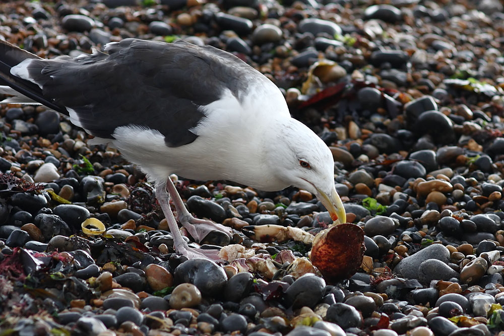 black_backed_gull_crab_1110096208.jpg