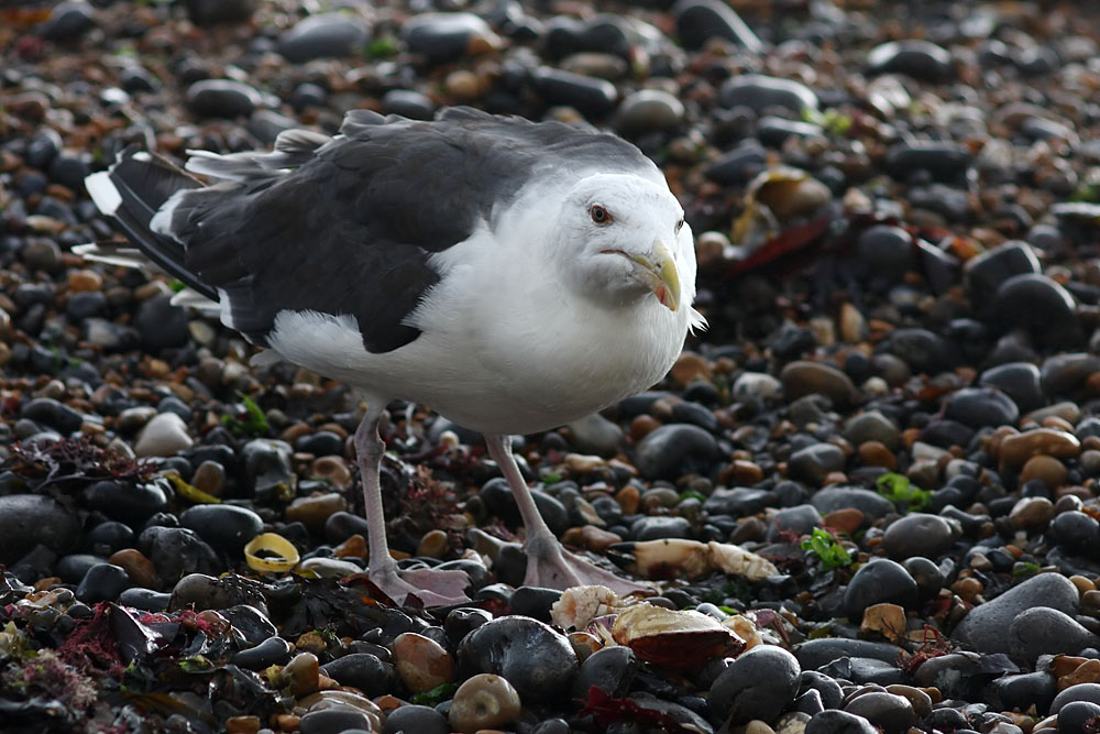 black_backed_gull_crab_1110096223.jpg