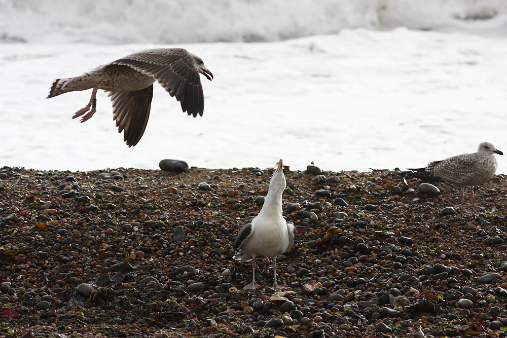 black_backed_gull_crab_1110096228.jpg