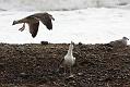 black_backed_gull_crab_1110096228