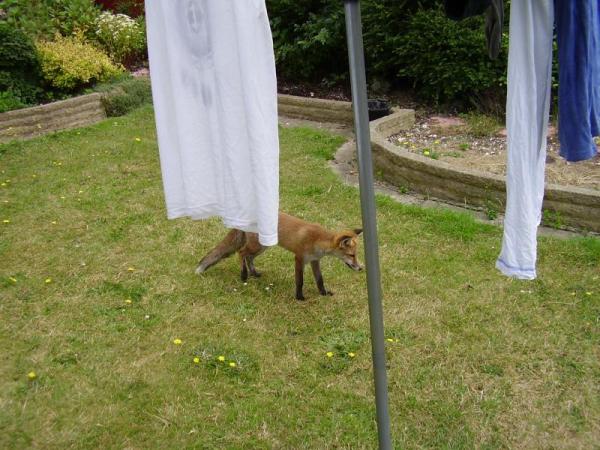 hanging up the washing