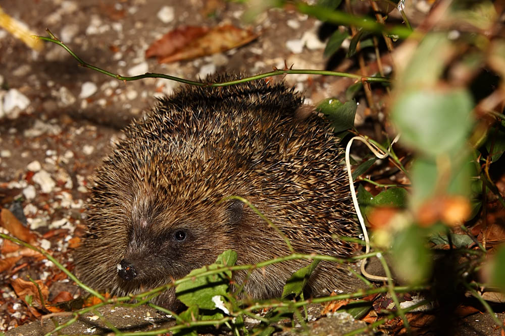 hedgehog_0310087408.jpg