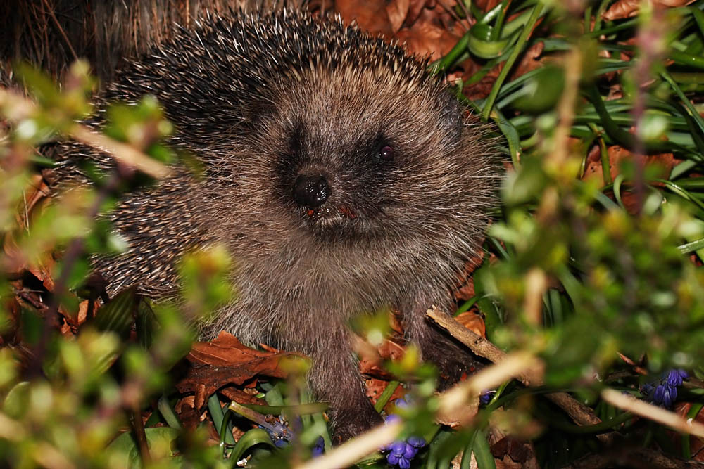 hedgehog_1504083233.jpg