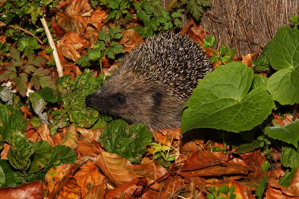 hedgehog_1910089034.jpg