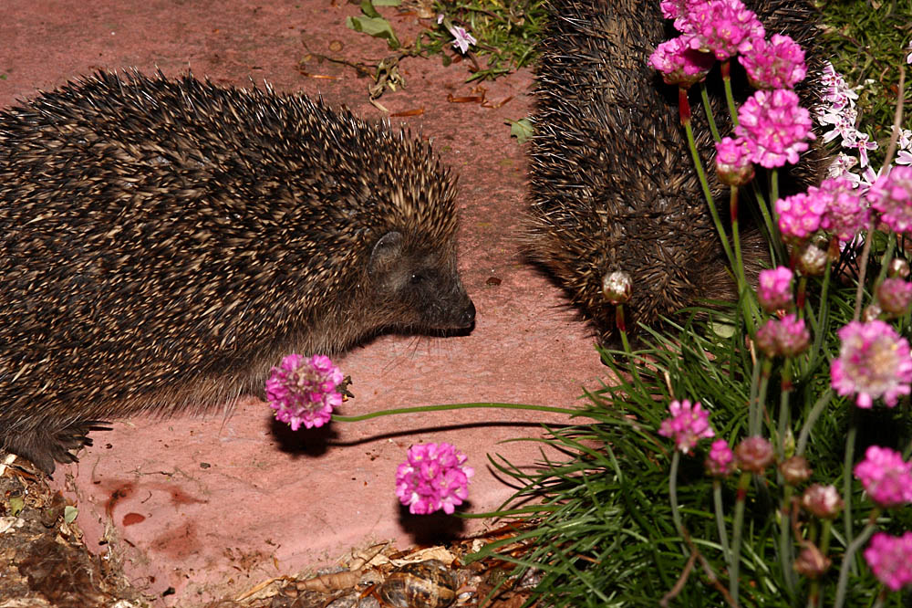 hedgehog_x2_1305092031.jpg