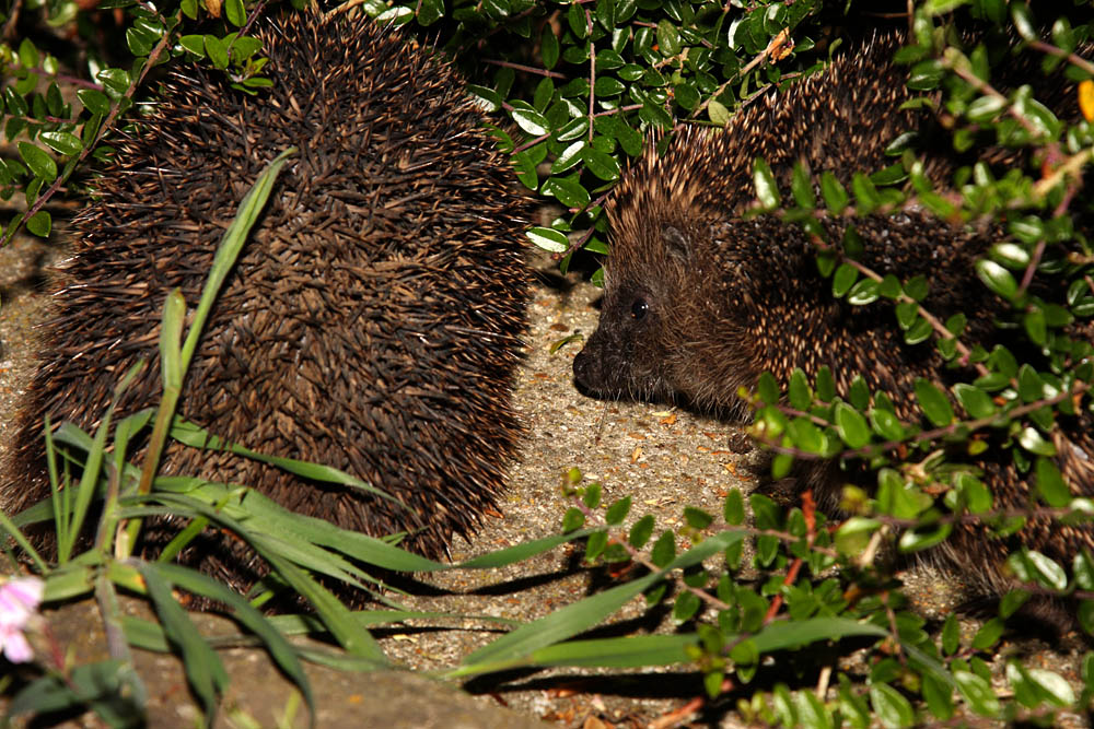 hedgehog_x2_1305092046.jpg